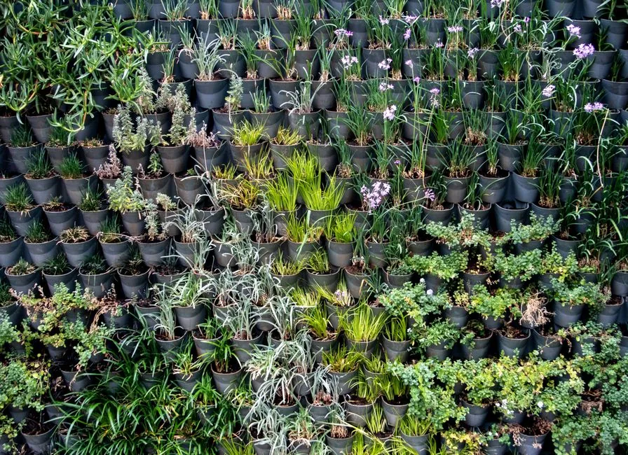 Composition vegetale dense et biodiversifiee