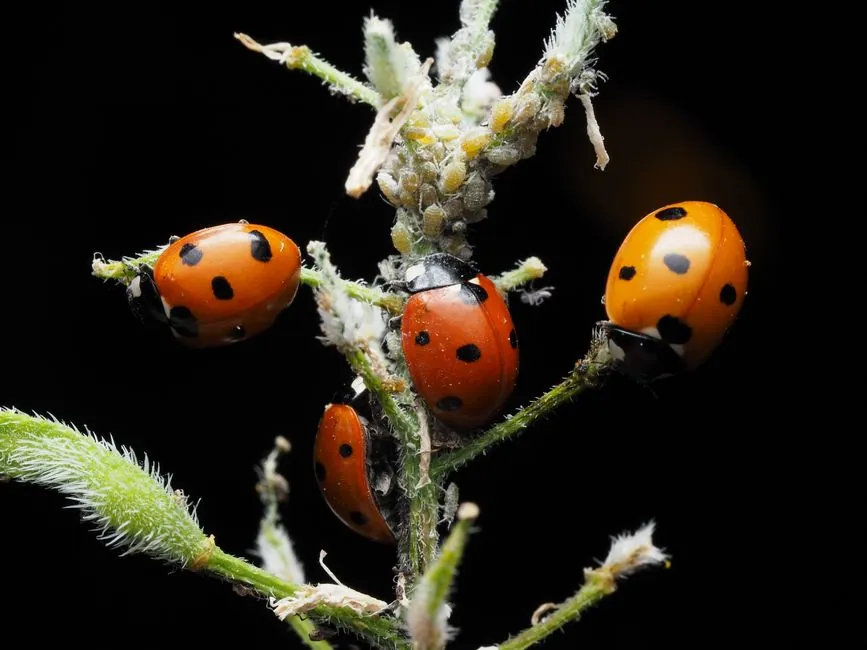 Coccinelle, auxiliaire naturel utilise en lutte biologique