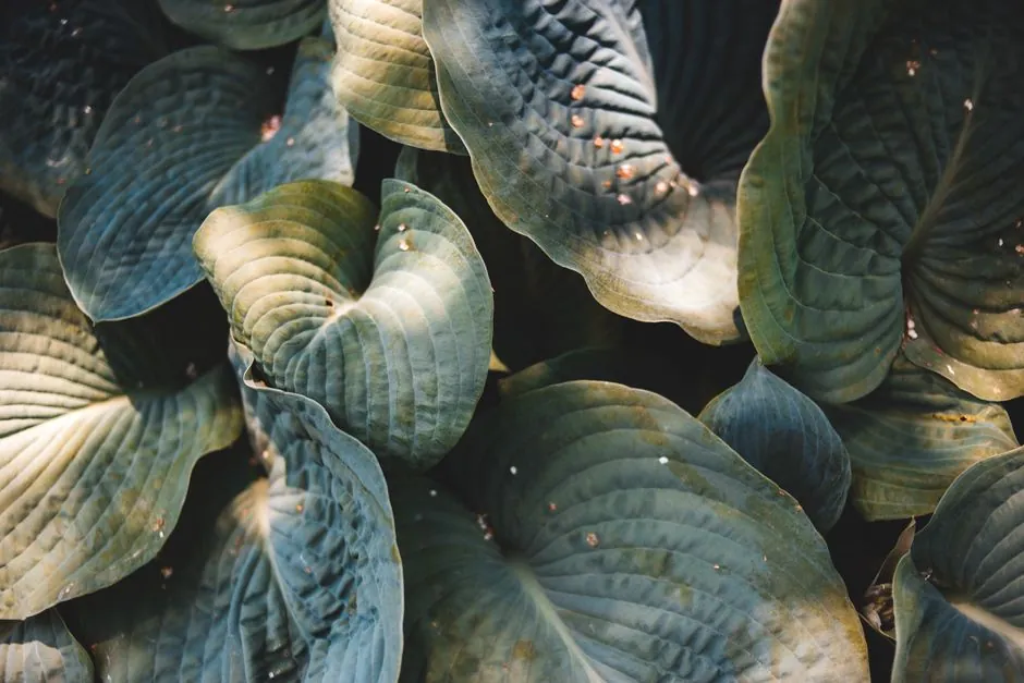 Jardin biodiversifie entretenu sans pesticides chimiques